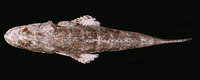 Cymbacephalus nematophthalmus, Fringe-eyed flathead: fisheries