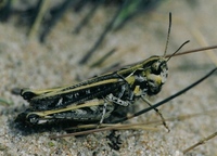 Myrmeleotettix maculatus - Mottled Grasshopper