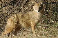 Image of: Canis aureus (golden jackal)