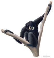 Image of: Nomascus gabriellae (red-cheeked gibbon)