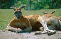 Macropus rufus - Red Kangaroo