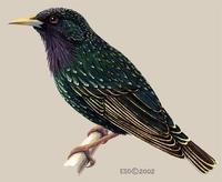 Image of: Sturnus vulgaris (European starling)
