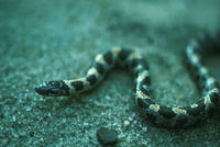 Image of: Stilosoma extenuatum (short-tailed snake)