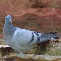 Hill Pigeon - Columba rupestris