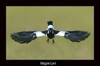 Magpie Lark