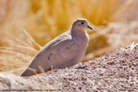 Golden-spotted Ground-Dove - Metriopelia aymara
