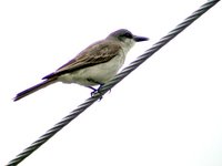 Gray Kingbird - Tyrannus dominicensis
