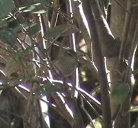 Japanese Bush-Warbler - Cettia diphone