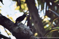 Black Butcherbird - Cracticus quoyi