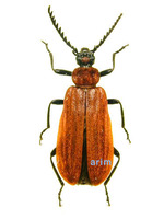 애홍날개 - Pseudopyrochroa rubricollis
