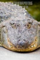 Photo of an American Alligator , Alligator mississippiensis stock photo