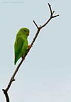 Vernal-Hanging-Parrot