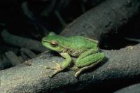: Litoria spenceri; Spotted Tree Frog