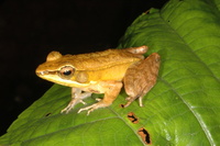 : Rana attigua