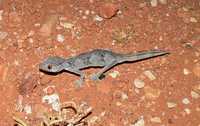 : Strophurus ciliaris; Northern Spiny-tailed Gecko