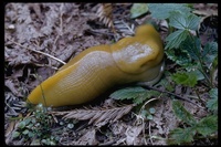 : Anolimax californicus; Banana Slug