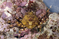 : Schizophrys aspera