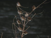 Passer montanus Tree Sparrow スズメ