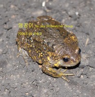 맹꽁이 Small round frog