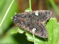 Melanchra persicariae - Dot Moth