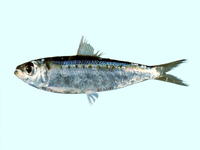 Herklotsichthys lippa, Australian spotted herring: fisheries
