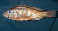 Haplochromis paraguiarti, :