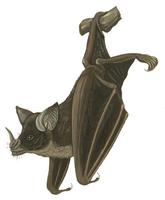 Image of: Phyllostomus hastatus (greater spear-nosed bat)