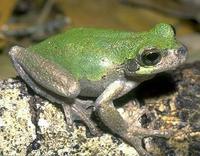 Image of: Hyla avivoca (bird-voiced treefrog)