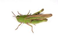 Image of: Chortophaga viridifasciata (greenstriped grasshopper)