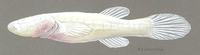 Image of: Amblyopsis rosae (Ozark cavefish)