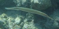 Aulostomus maculatus - Caribbean Trumpetfish