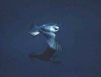 Fork-tailed Storm-petrel - Oceanodroma furcata