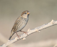 Spanish Sparrow (Passer hispaniolensis) photo