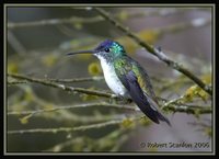 Andean Emerald - Agyrtria franciae