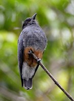Swallow-wing - Chelidoptera tenebrosa