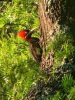 Cream-backed Woodpecker female (Nick Athanas)