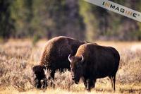 Two Bison (Bison bison) photo