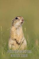 European ground squirrel ( Spermophilus citellus ) on lookout duty stock photo