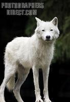 arctic wolf stock photo