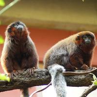 Red Titi Monkeys