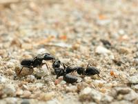 개미의 싸움