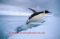 FT0112-00: Emperor Penguin launches itself out of a lead as it returns to feed its chick. Antarc...