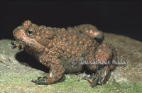 : Bombina maxima; Large-webbed Bell Toad