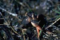 : Crinia georgiana; Quacking Frog