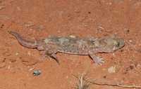 : Diplodactylus byrnei; Gibber Gecko