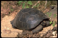 : Geochelone nigra chathamensis; San Cristobal Galapagos Tortoise
