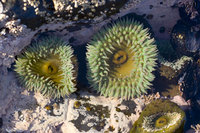 : Anthopleura xanthogrammica; Giant Green Anemone