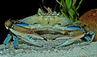 : Callinectes sapidus; Blue Crab
