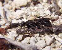 : Priocnemis minorata; Spider Wasp