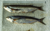 Pelecus cultratus, Ziege: fisheries